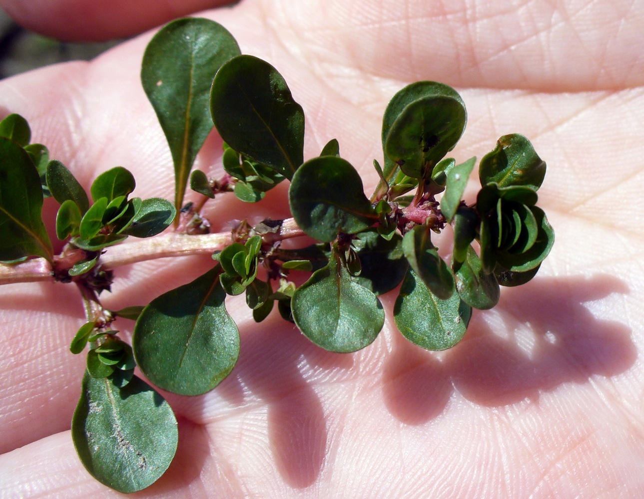 Image of Peplis portula specimen.