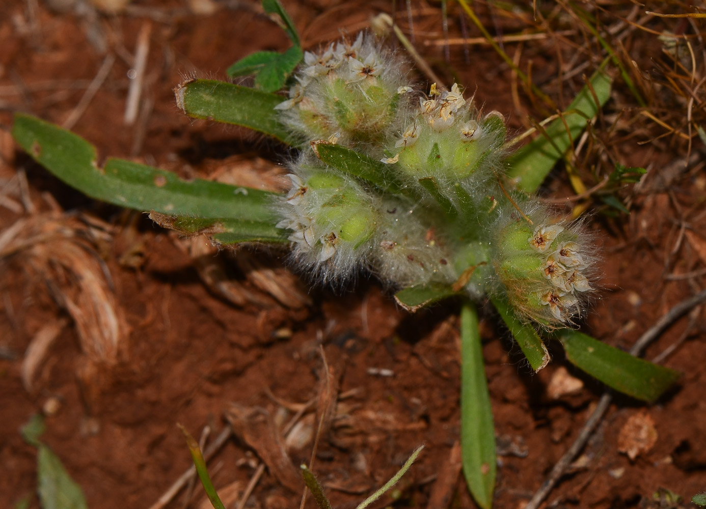 Image of Plantago cretica specimen.