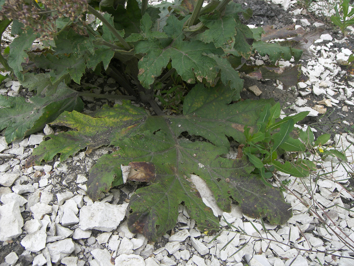 Image of genus Heracleum specimen.