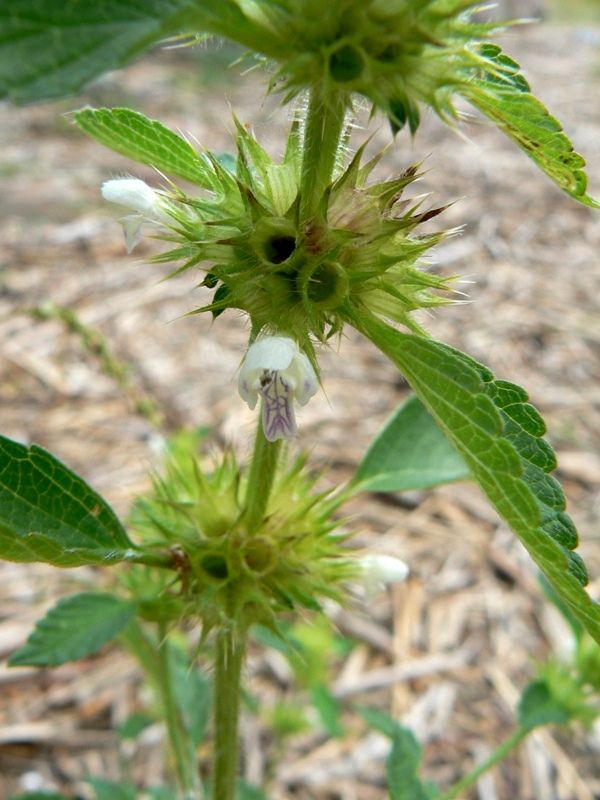 Image of Galeopsis bifida specimen.