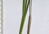 Poa longifolia