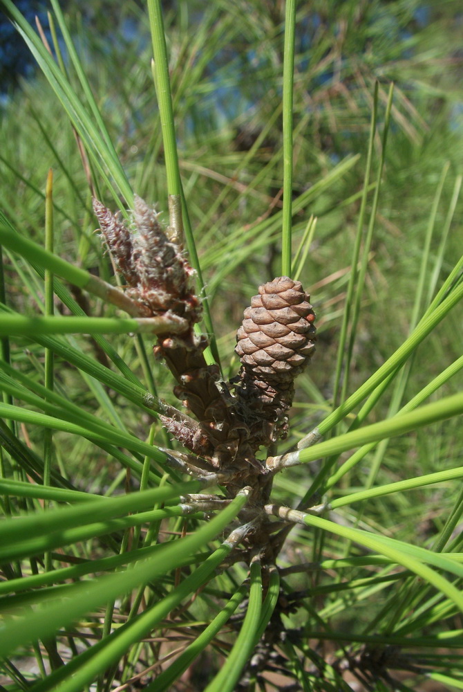 Image of Pinus brutia specimen.