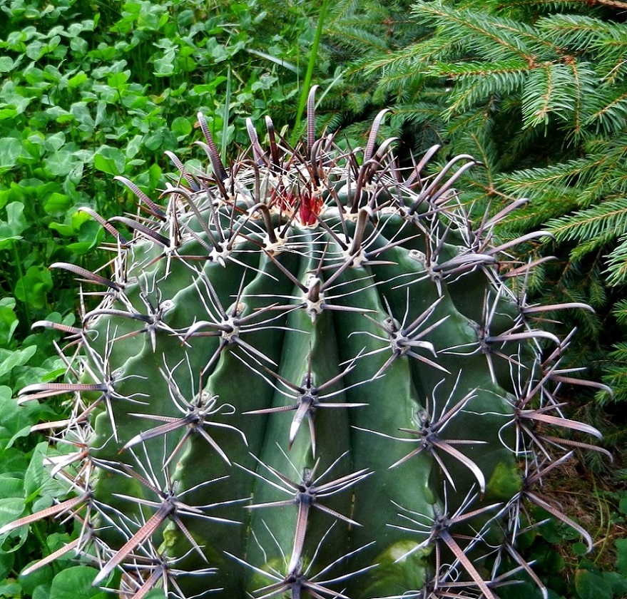 Image of Ferocactus peninsulae specimen.