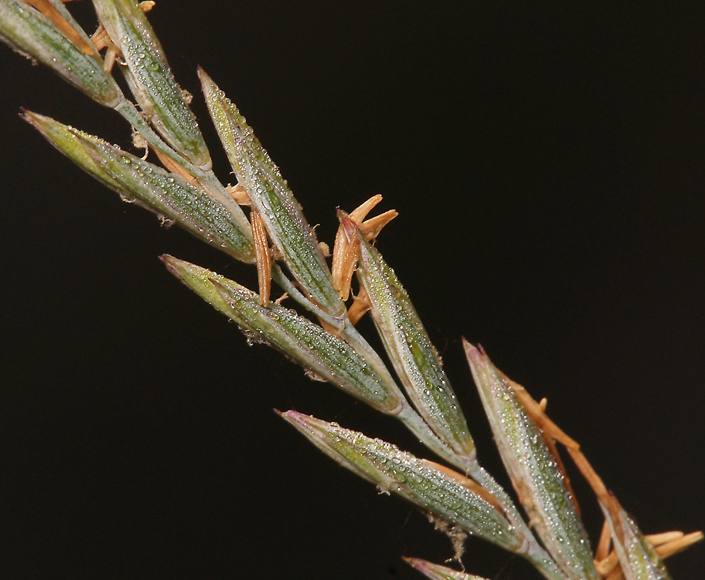 Image of Elytrigia repens specimen.