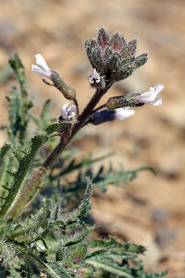 Image of Parrya hispida specimen.