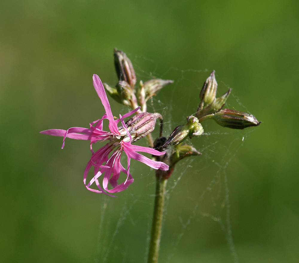 Изображение особи Coccyganthe flos-cuculi.