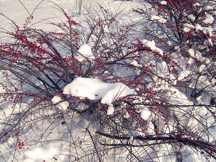 Image of Cotoneaster horizontalis specimen.