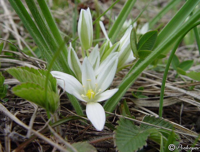 Image of Ornithogalum fimbriatum specimen.