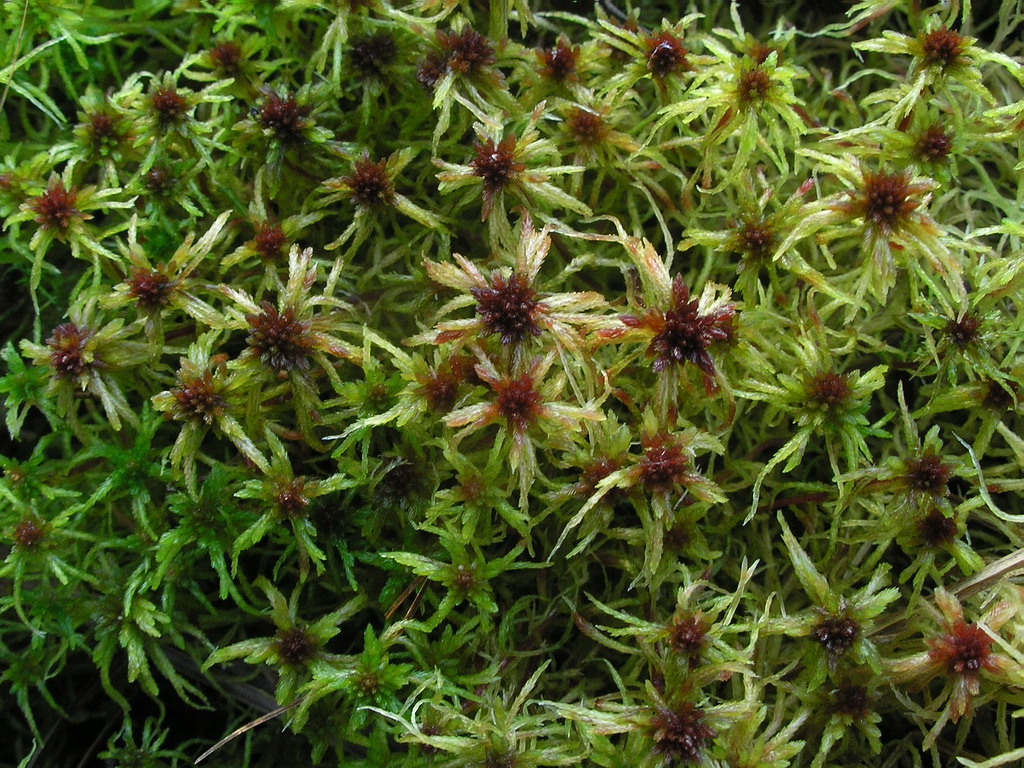 Image of Sphagnum russowii specimen.