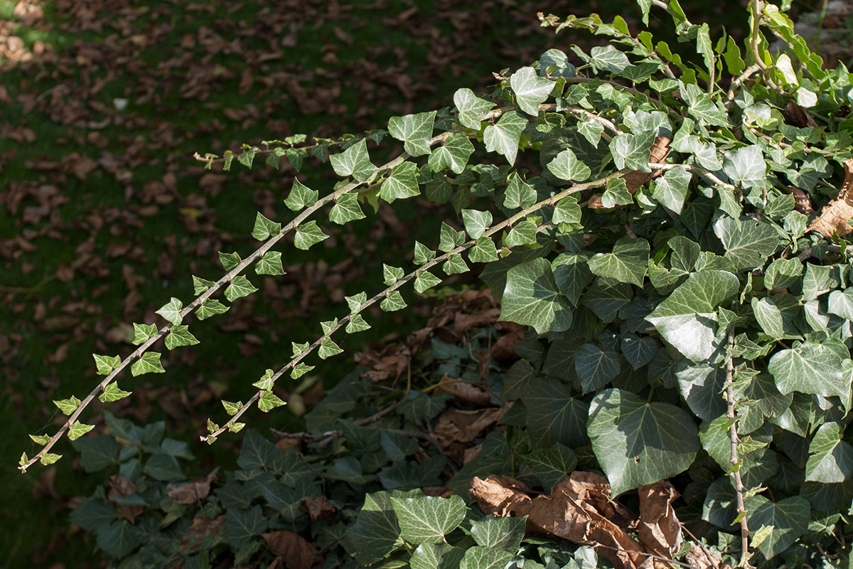 Изображение особи Hedera helix.