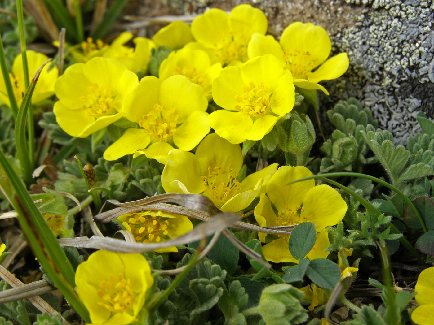 Image of Potentilla acaulis specimen.