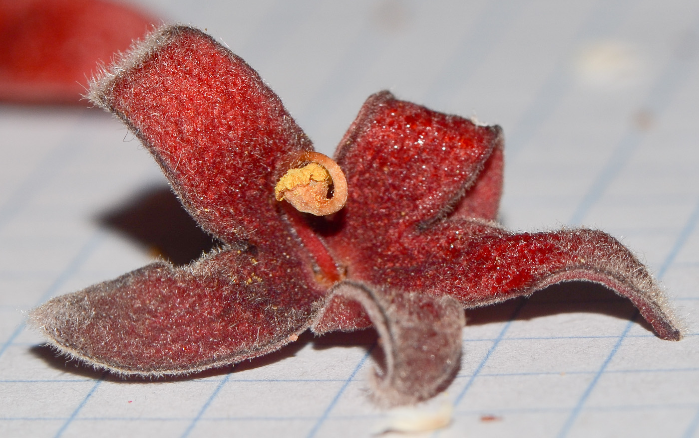 Изображение особи Sterculia foetida.