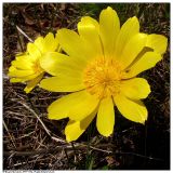 Adonis vernalis