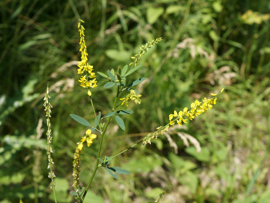 Изображение особи Melilotus officinalis.