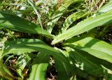 Gentiana macrophylla