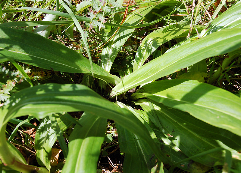 Image of Gentiana macrophylla specimen.