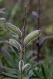 Lupinus polyphyllus