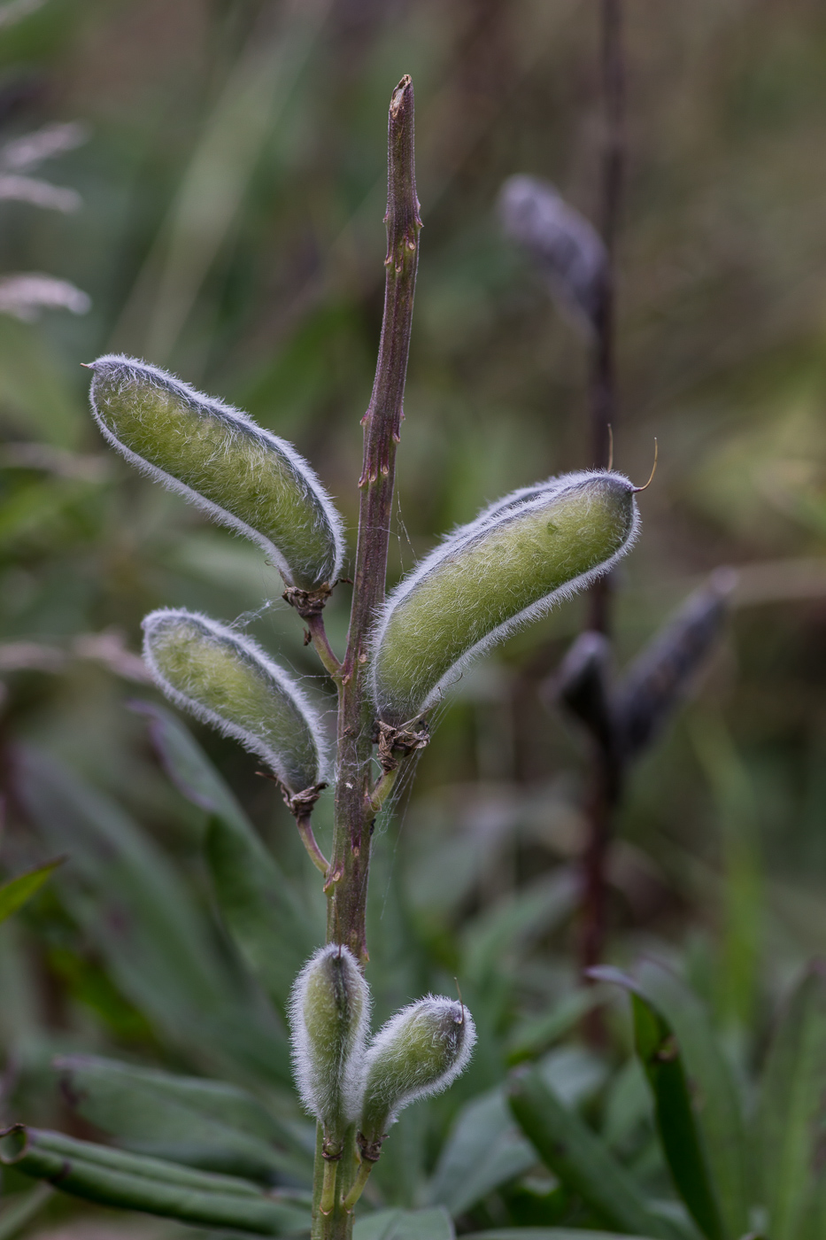 Image of Lupinus polyphyllus specimen.