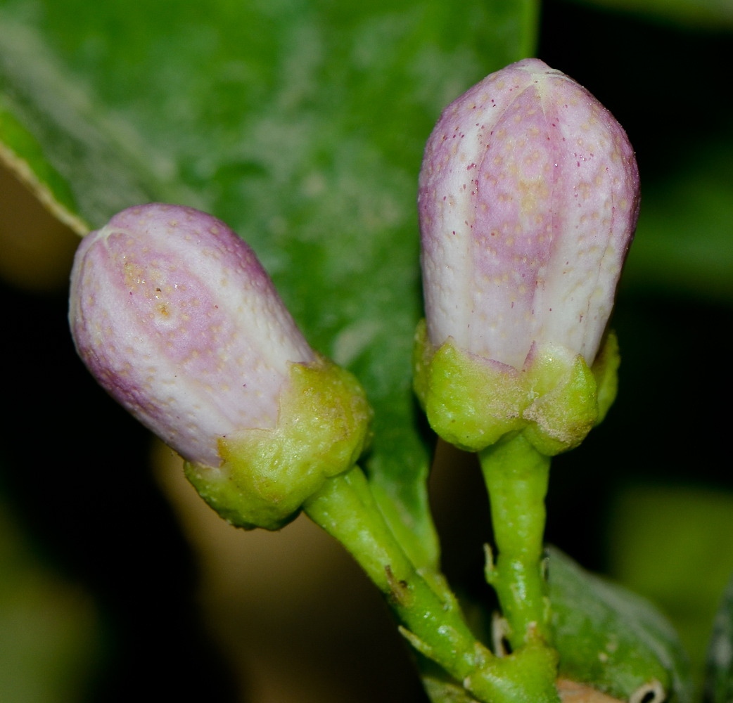 Image of Citrus limon specimen.