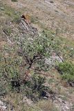 Sorbus persica. Плодоносящее растение. Южный Казахстан, горы Алатау (Даубаба), Западное ущелье, ~1500 м н.у.м. 08.07.2014.