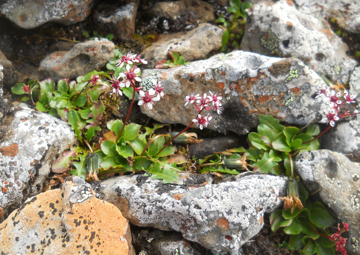 Image of Micranthes melaleuca specimen.