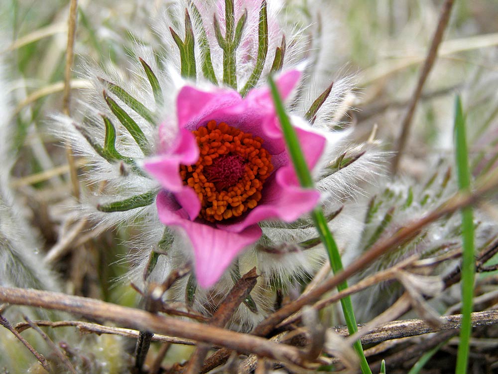 Image of Pulsatilla turczaninovii specimen.