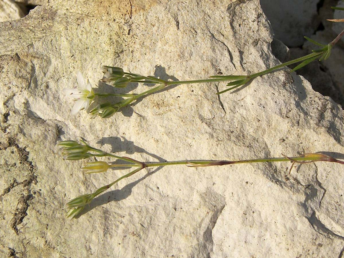 Image of Minuartia setacea specimen.