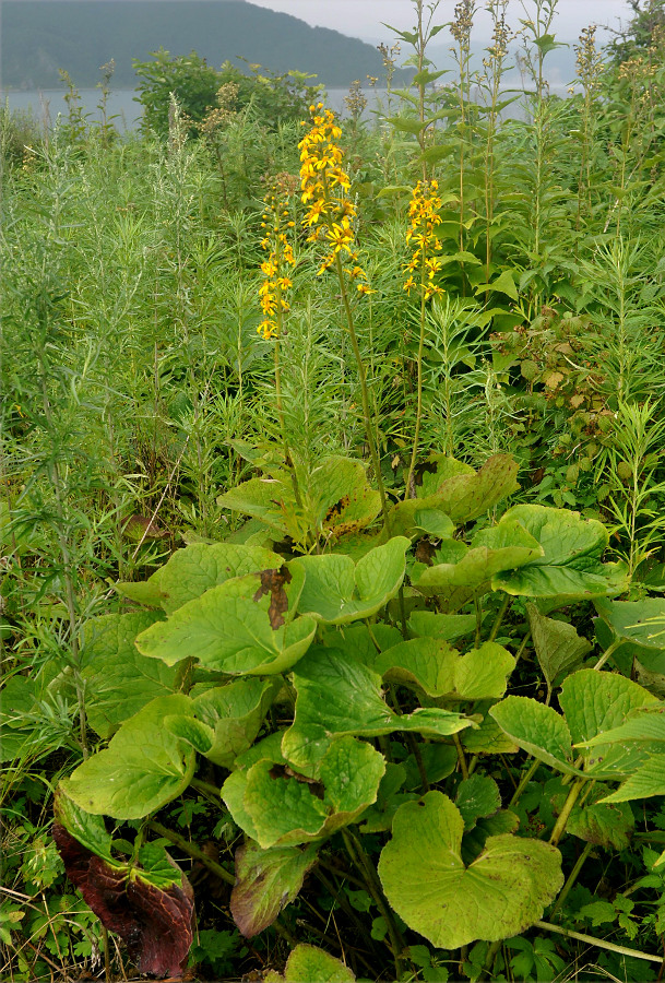 Изображение особи Ligularia fischeri.