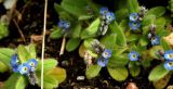 Myosotis incrassata. Соцветия и листья. Крым, окр. г. Балаклава. 24.03.2016.