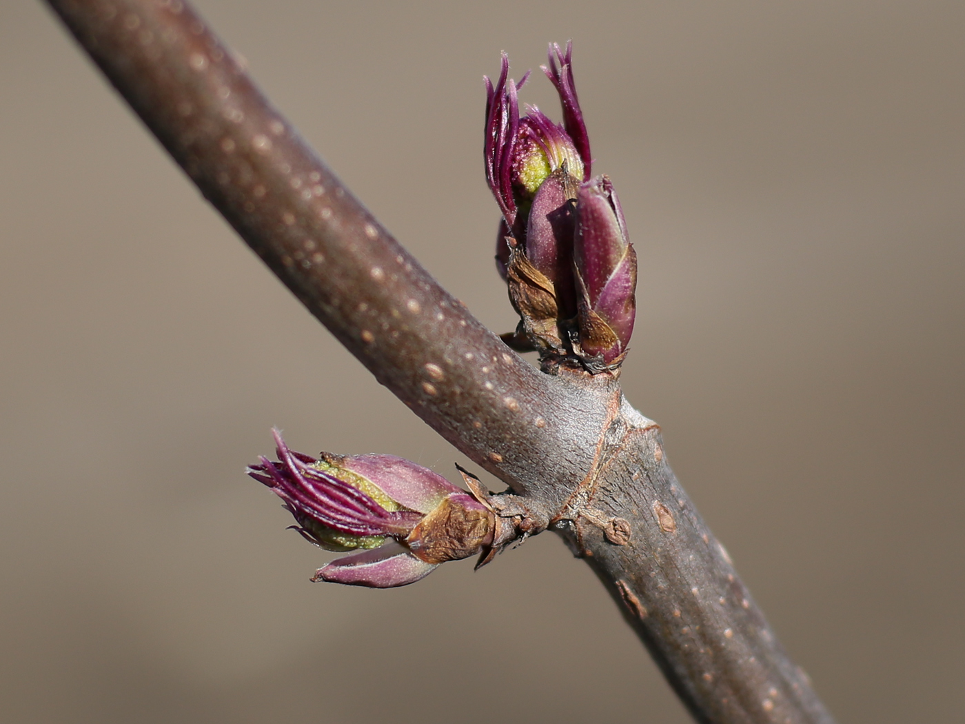 Image of Sambucus sibirica specimen.