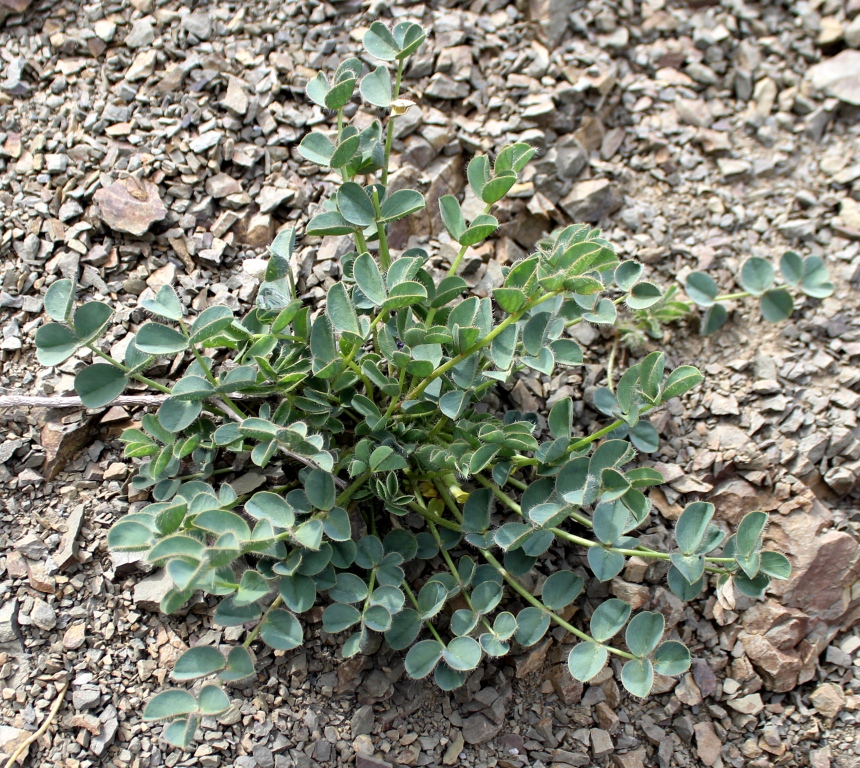 Image of Astragalus kjurendaghi specimen.