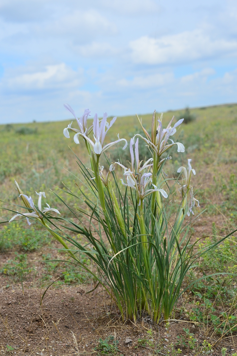 Изображение особи Iris songarica.