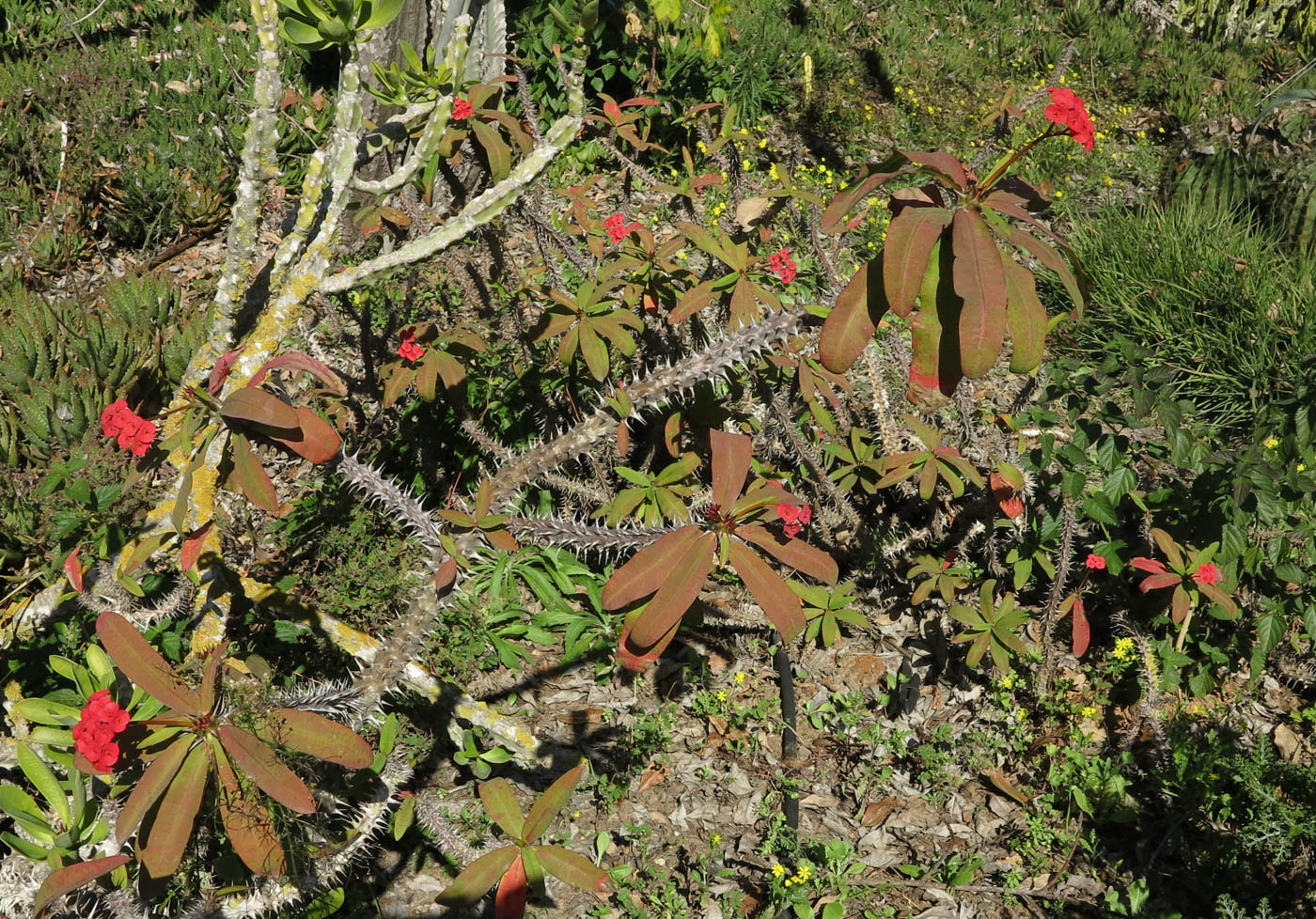 Image of Euphorbia splendens specimen.