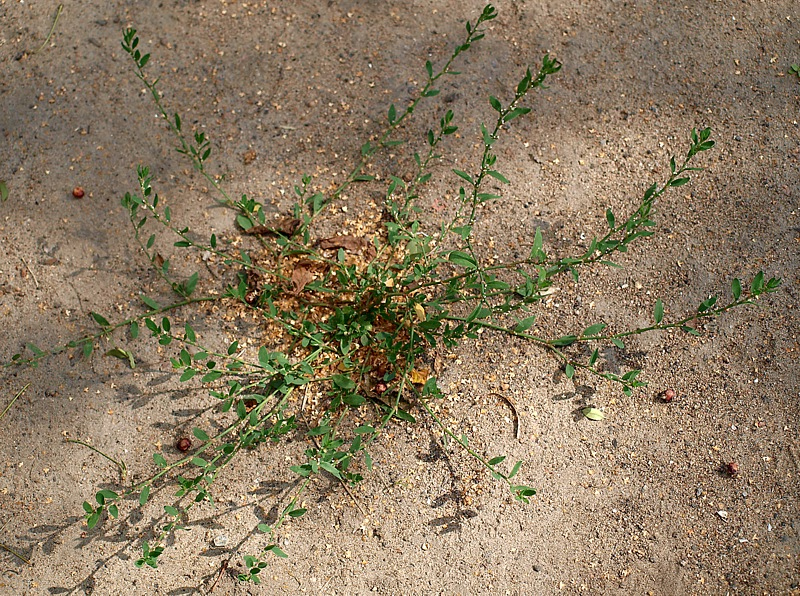 Image of Polygonum aviculare specimen.