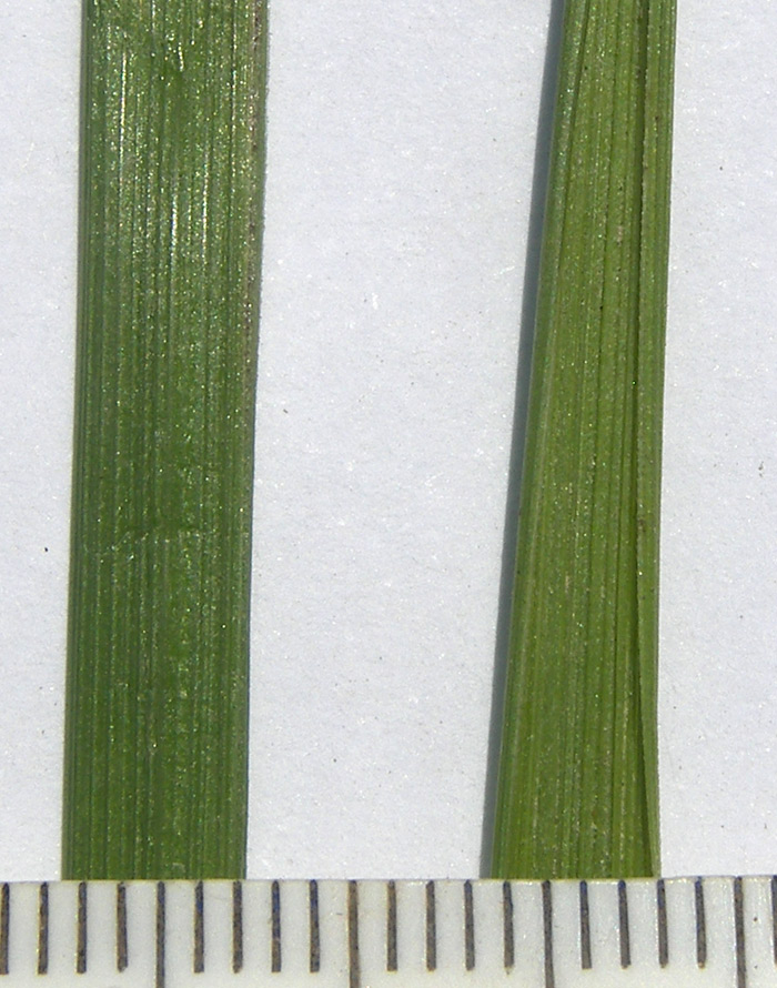 Image of genus × Festulolium specimen.