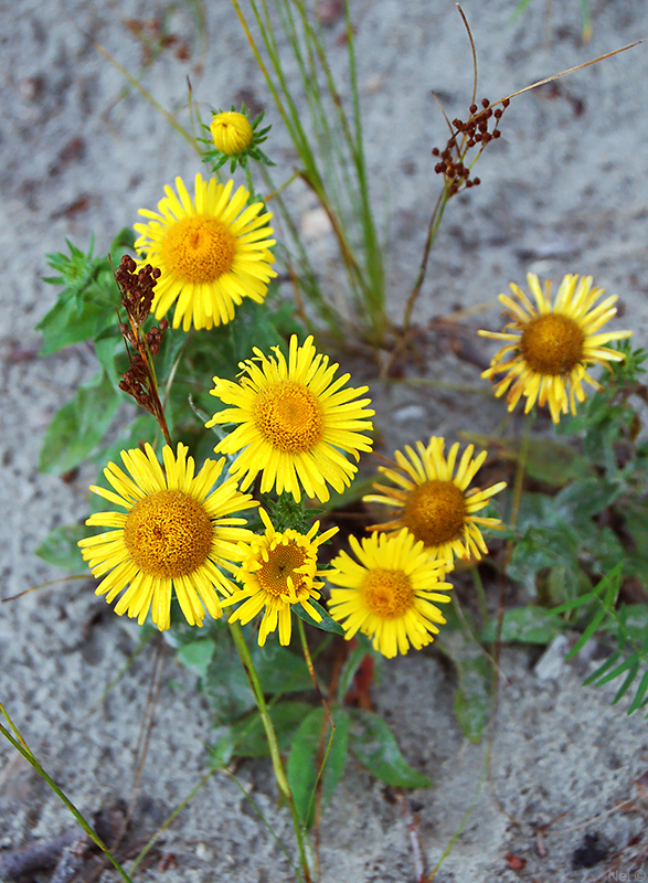 Изображение особи Inula britannica.