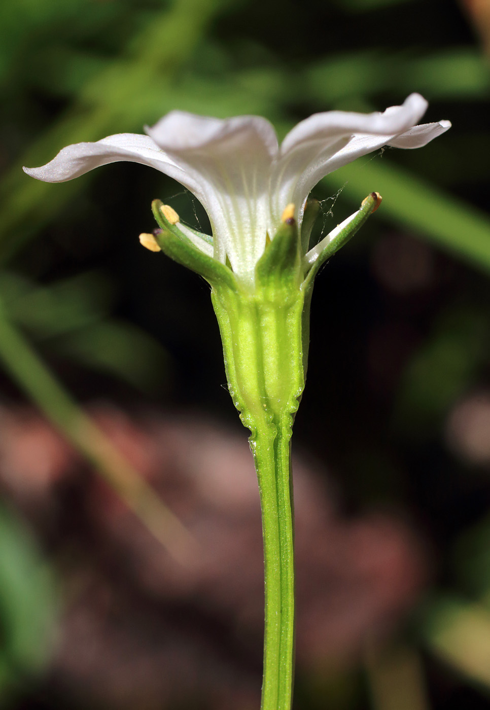 Image of Parnassia laxmannii specimen.