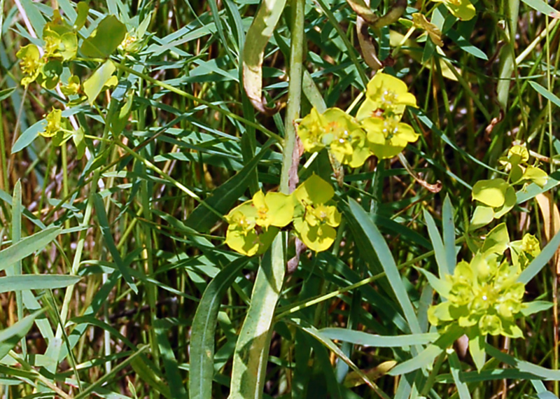 Изображение особи Euphorbia virgata.