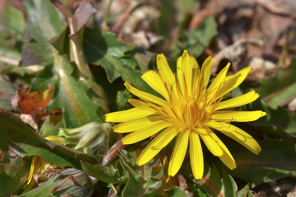 Image of genus Taraxacum specimen.