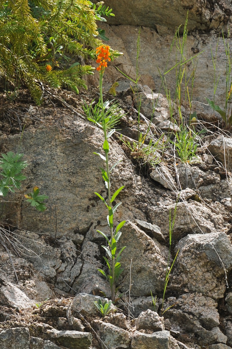 Image of Erysimum croceum specimen.