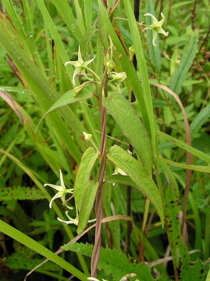 Image of Vincetoxicum volubile specimen.