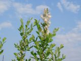 genus Salix. Ветвь плодоносящего кустарника. Иркутская обл., Усольский р-н, окр. пос. Биликтуй, луг. 13.06.2016.