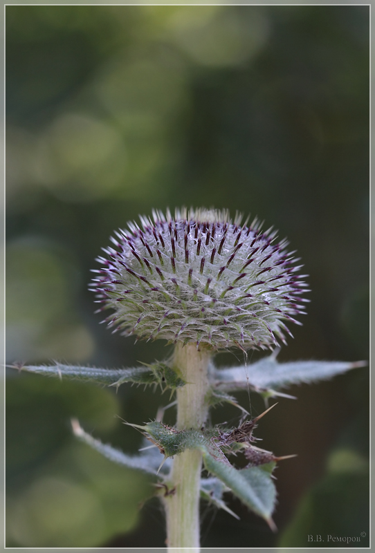 Изображение особи Cirsium euxinum.