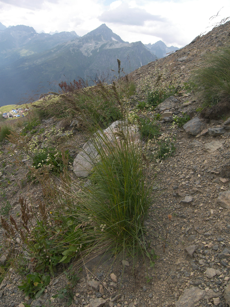 Image of Poa iberica specimen.