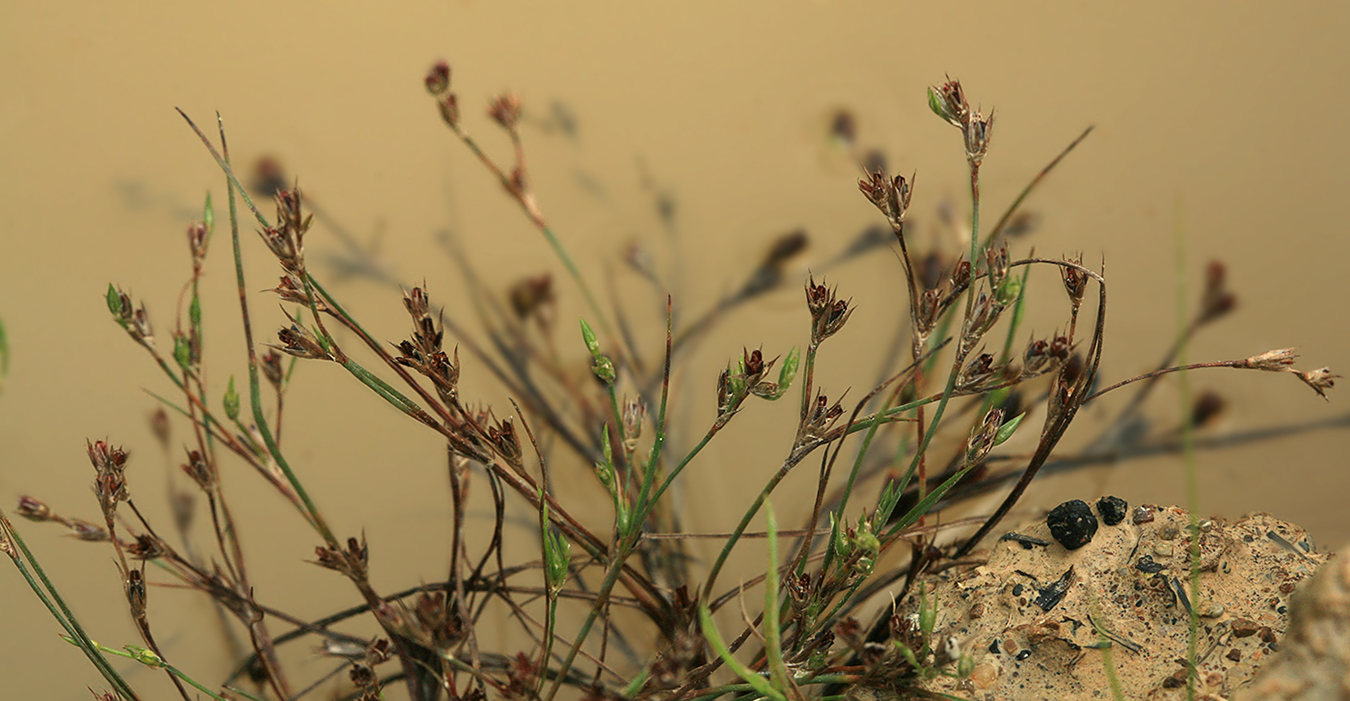 Image of Juncus bufonius specimen.