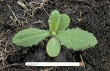 Cirsium vulgare