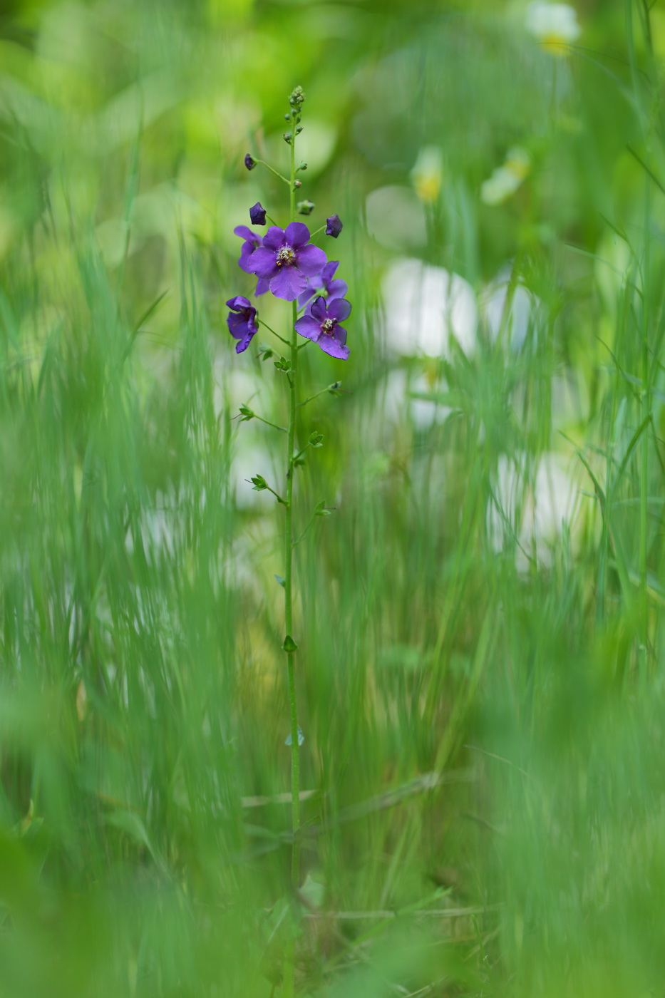 Image of Verbascum phoeniceum specimen.