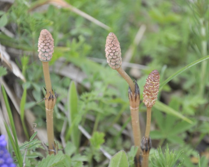 Image of Equisetum arvense specimen.