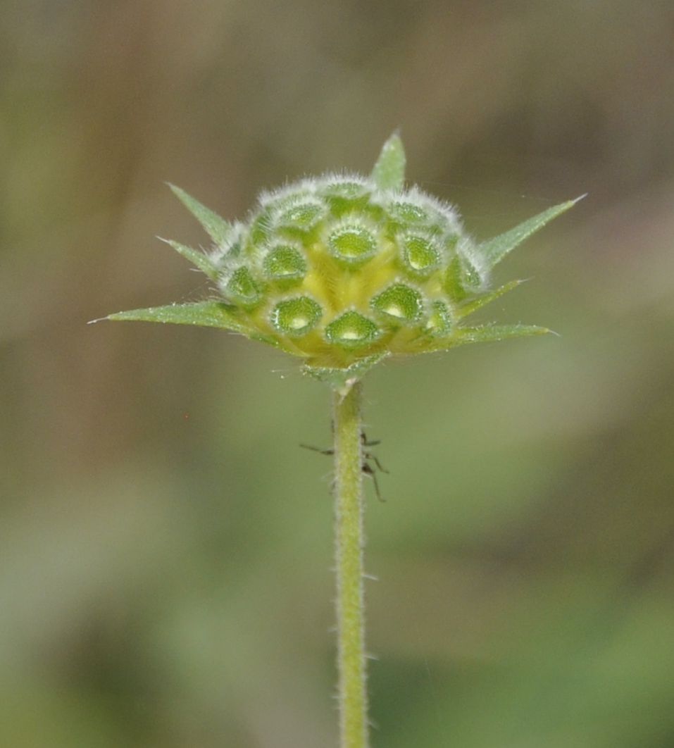 Изображение особи Knautia integrifolia.