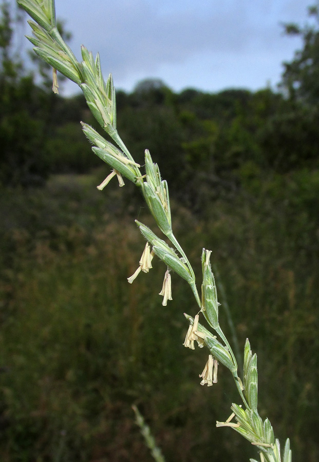 Image of Elytrigia trichophora specimen.